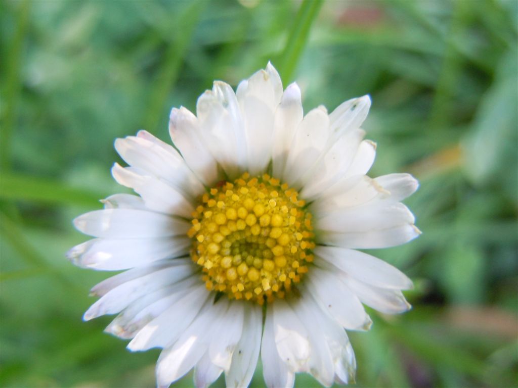 Fiori da Capodimonte - Bellis perennis o B. sylvestris